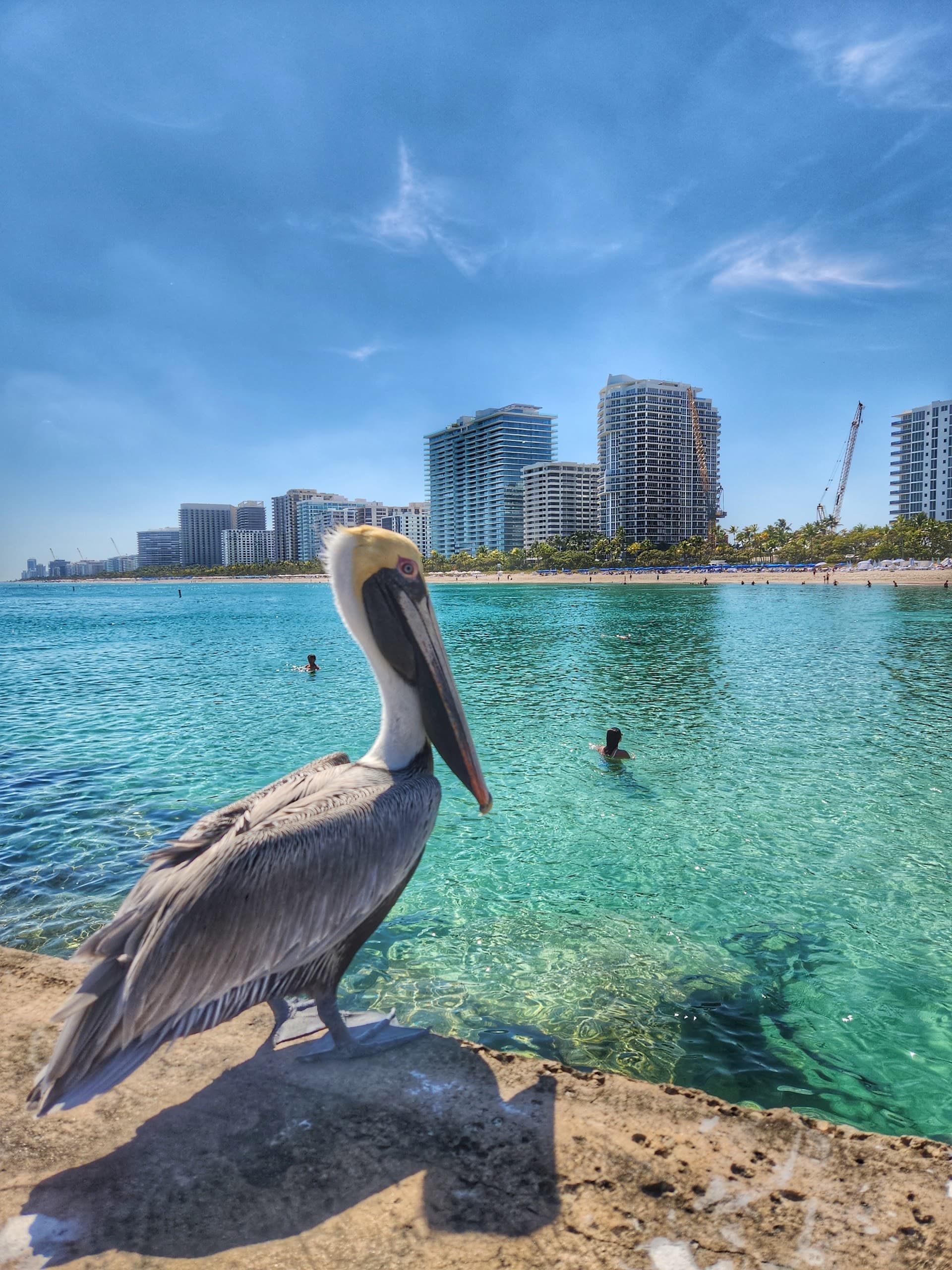 Pelican at Bal Harbour Beach in Miami