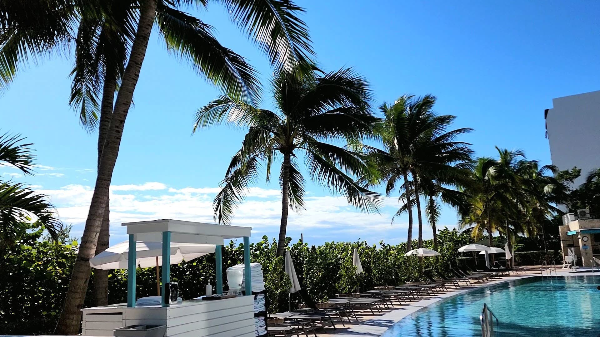 Carillon Miami Wellness Resort pool area with palm trees