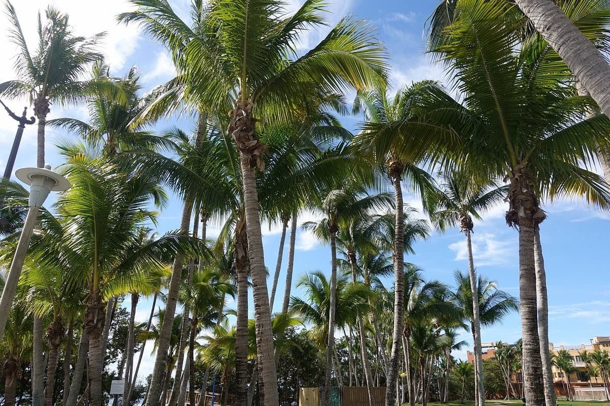 Palm trees at CocoWalk in Coconut Grove