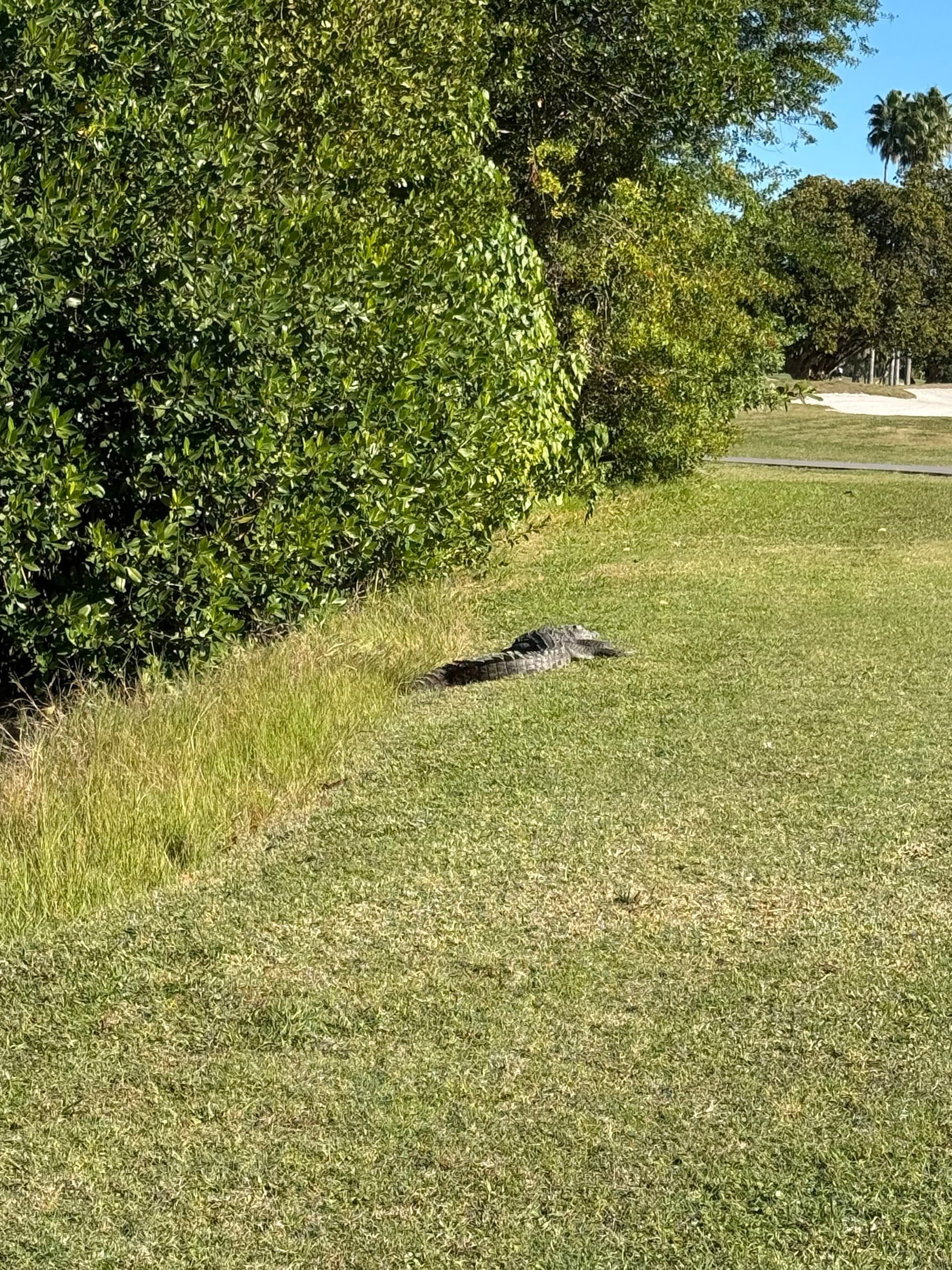 Alligator on the grounds of Crandon Golf at Key Biscayne