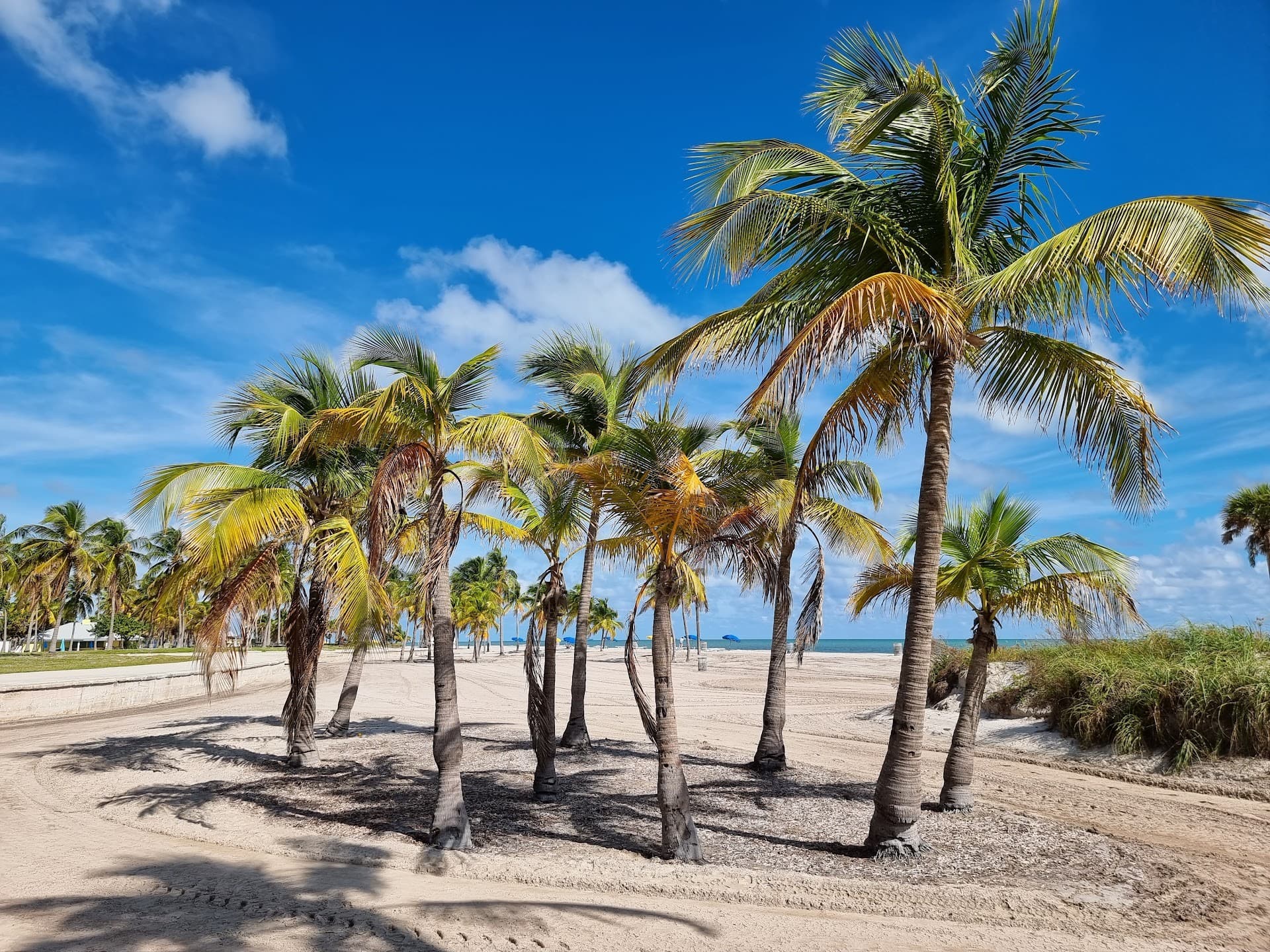 Palm trees at Crandon Park, Key Biscayne