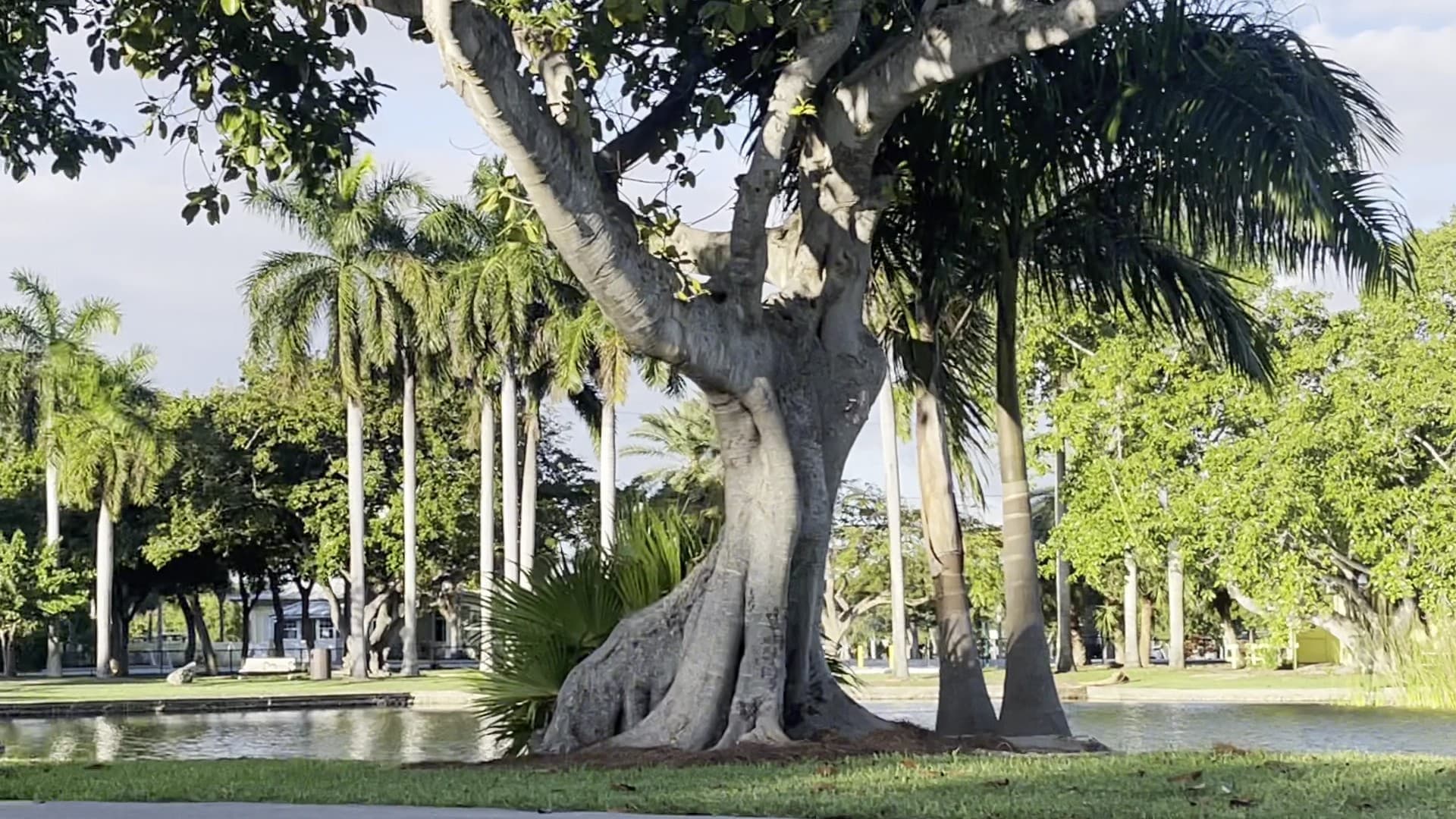 Crandon Park scenic view with palm trees
