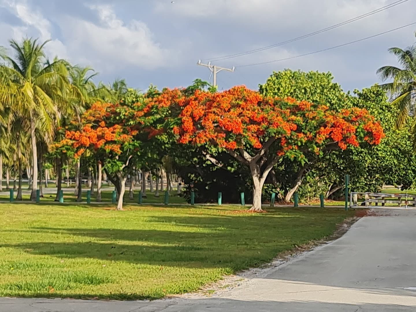 Colorful flowering tree at Crandon Park, Key Biscayne