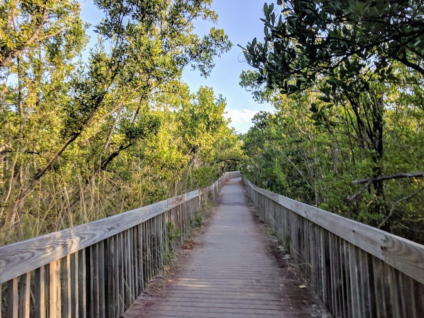 Wooden pathway through lush greenery at Crandon Park