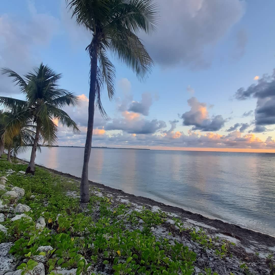 Scenic view of Crandon Park in Key Biscayne