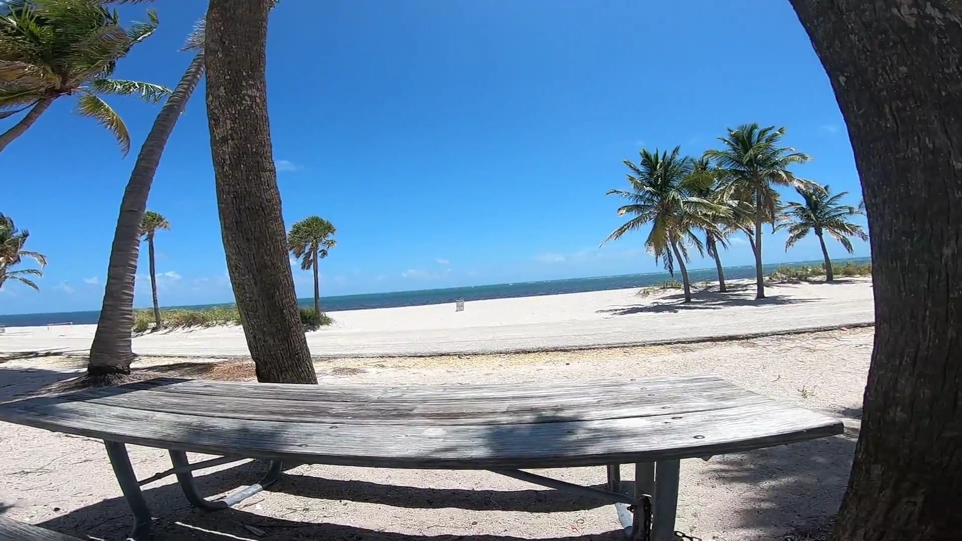 Scenic view of Crandon Park beach and palm trees