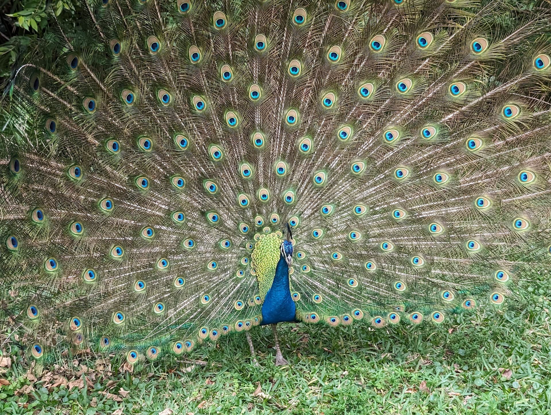 Peacock displaying feathers at Crandon Park, Key Biscayne