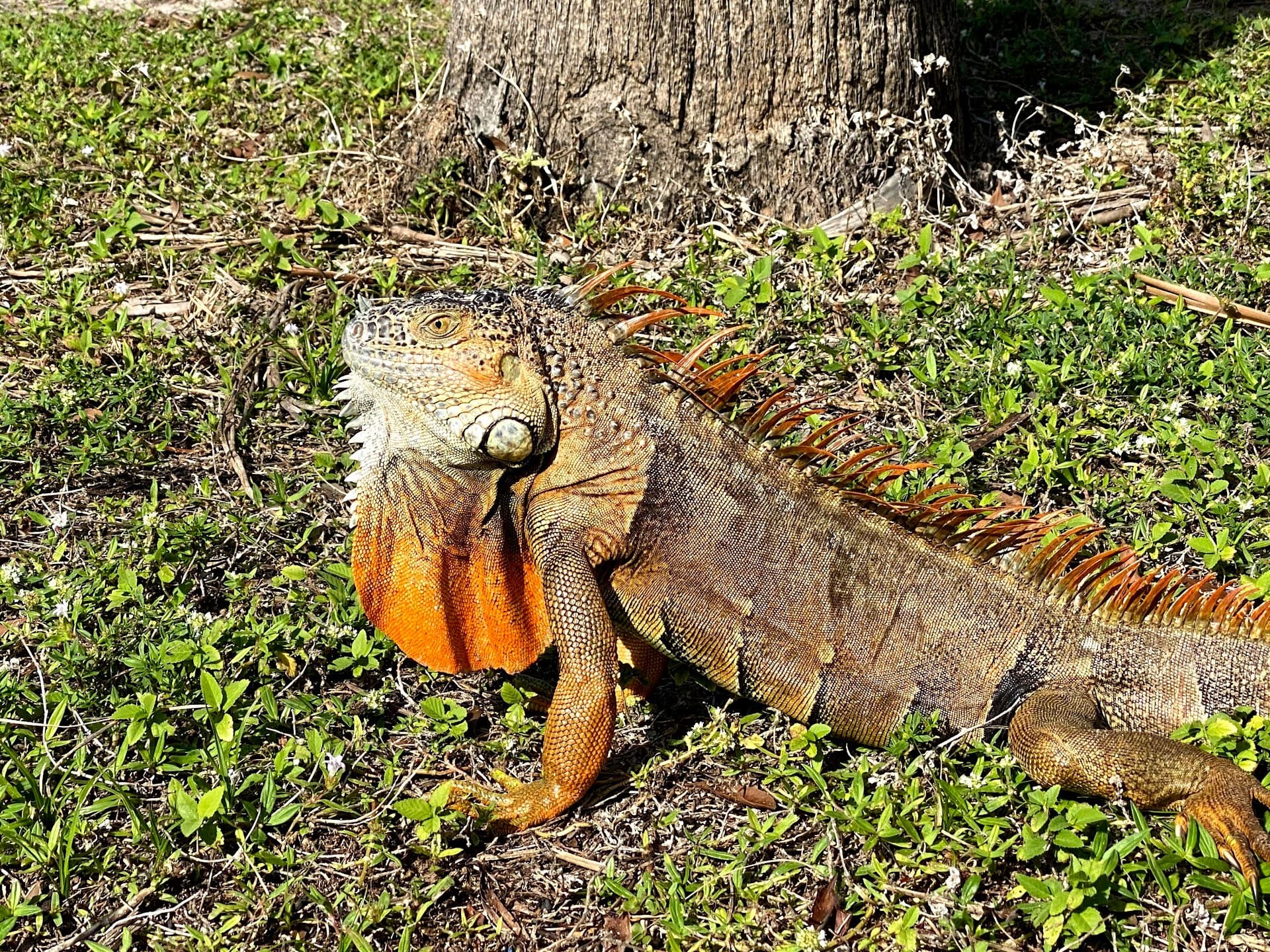 Iguana in Crandon Park, Key Biscayne