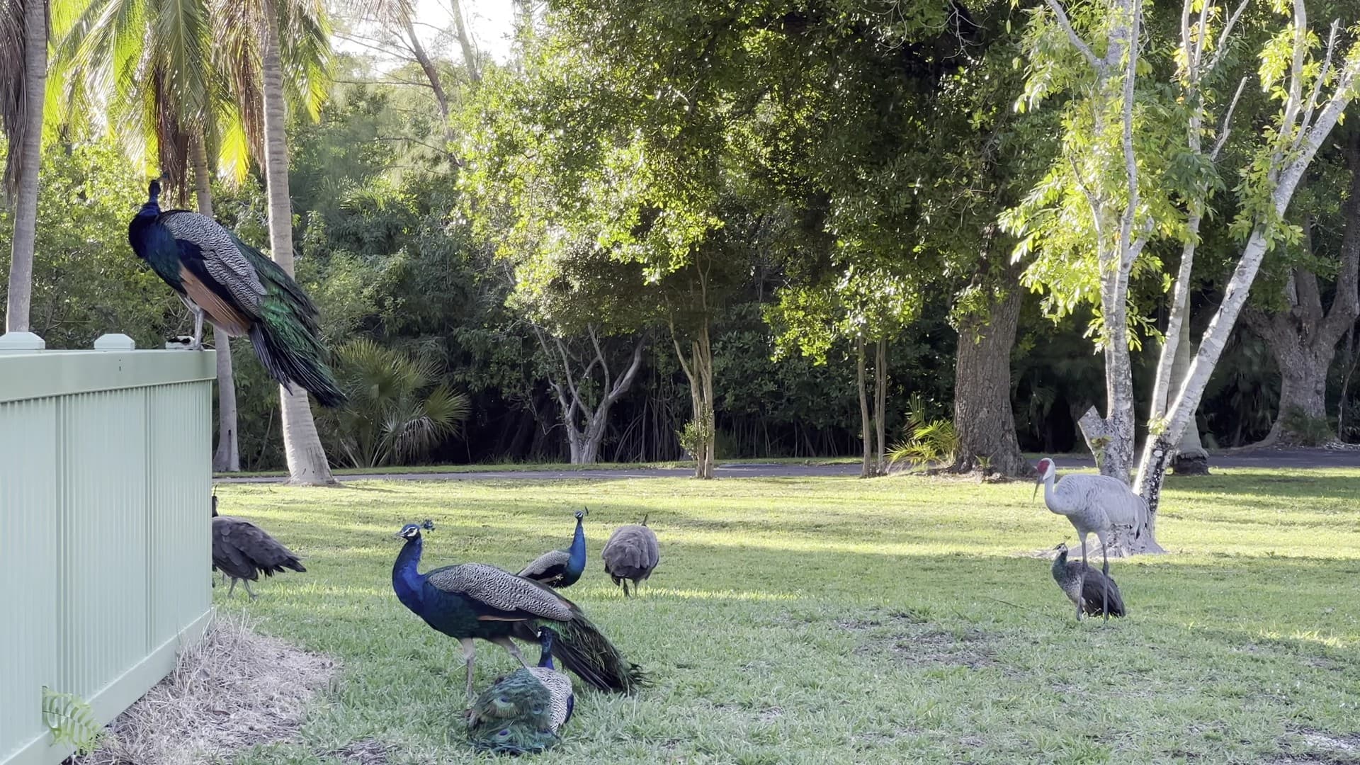 Peacocks and crane at Crandon Park, Key Biscayne