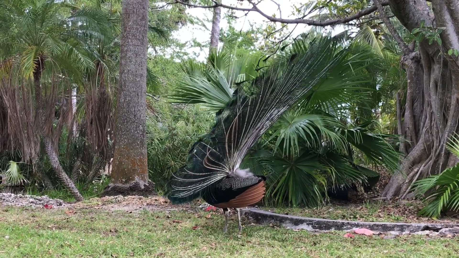 Peacock displaying feathers at Crandon Park, Key Biscayne