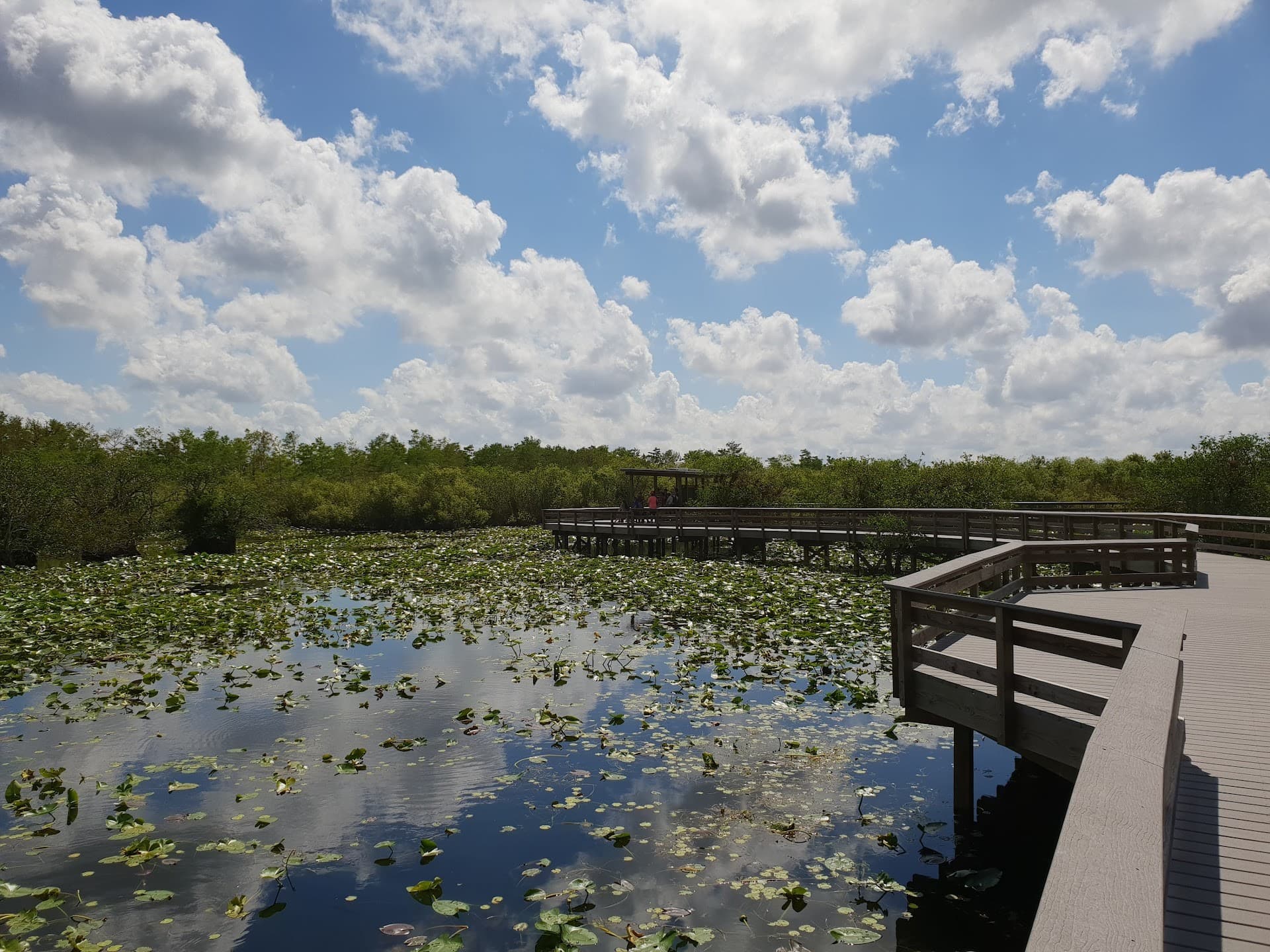 Everglades National Park scenery in Miami