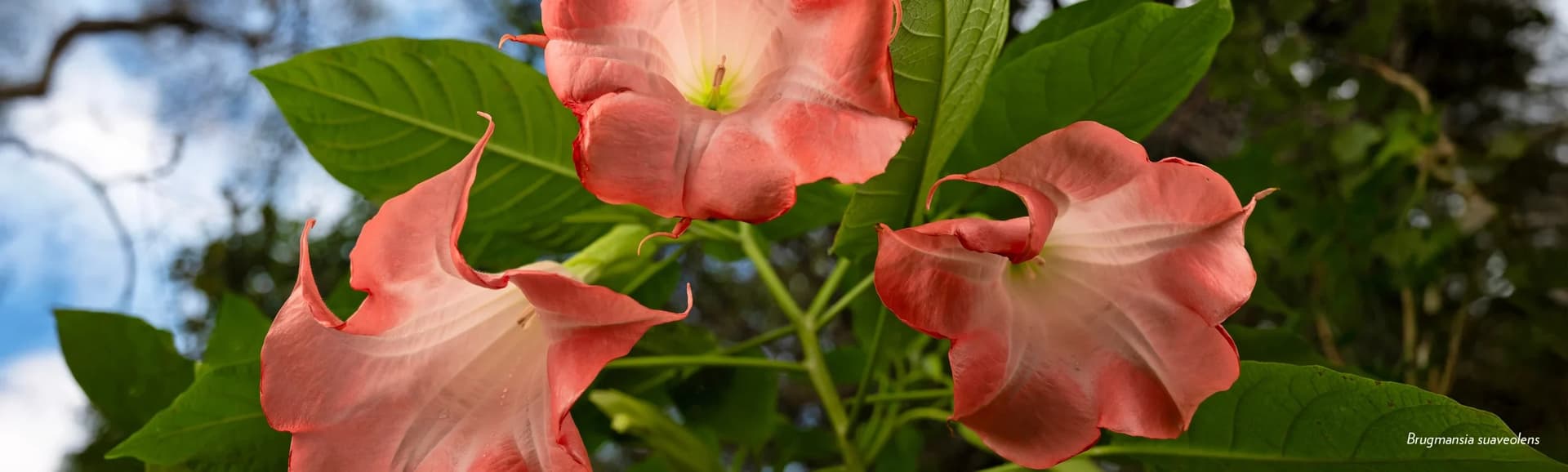 Beautiful flowers at Fairchild Tropical Botanic Garden in Coral Gables