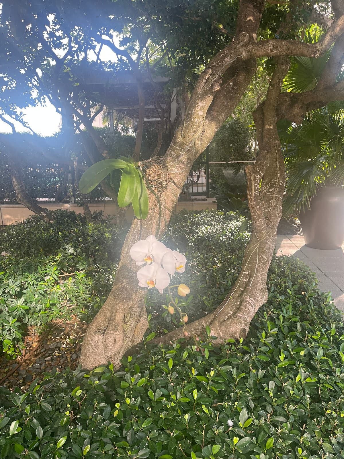 Garden view at Four Seasons Hotel Miami