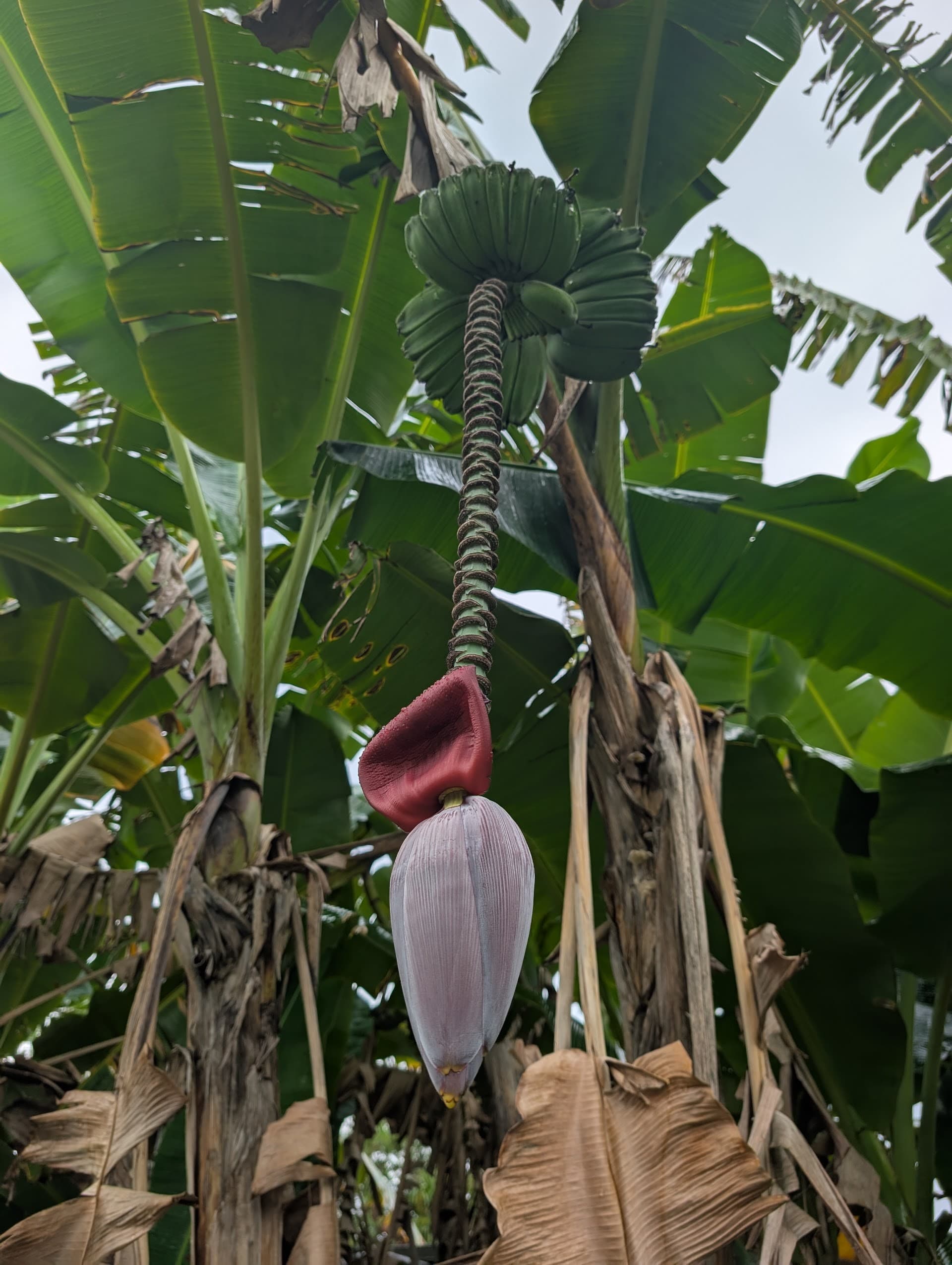 Banana flower at Fruit & Spice Park in Homestead