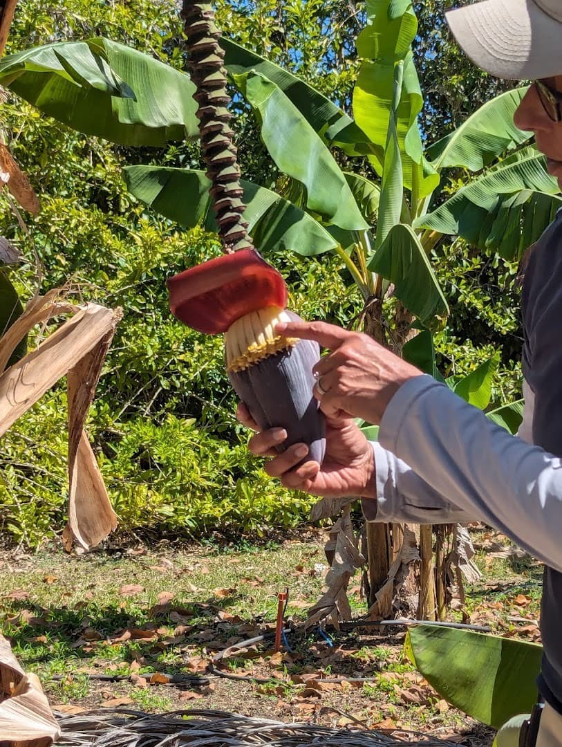 Fruit & Spice Park exhibit showcasing tropical fruit