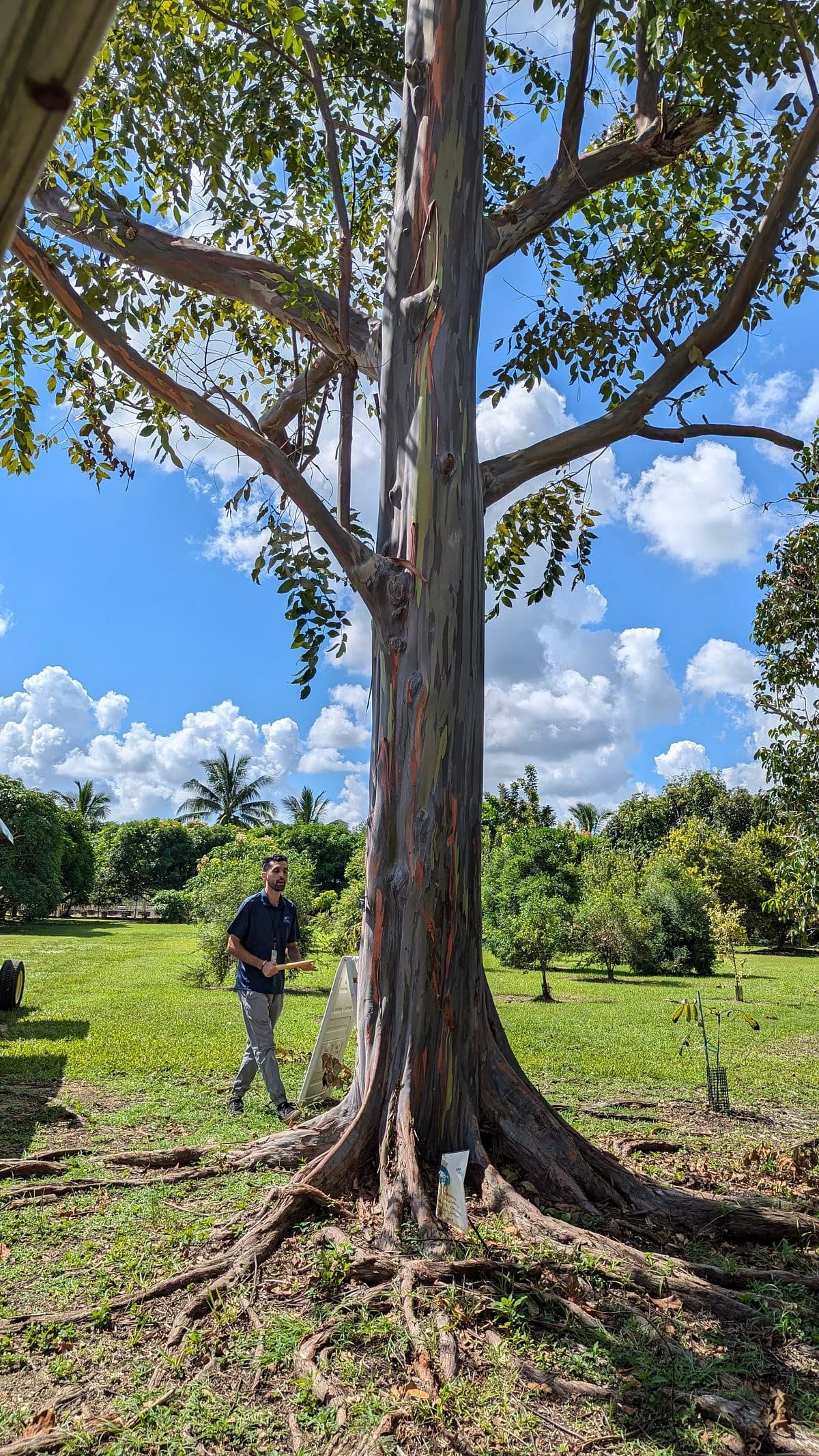 Eucalyptus tree at Fruit & Spice Park in Homestead