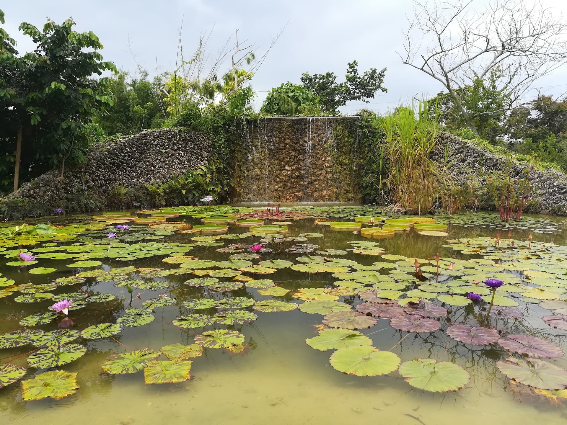 Fruit & Spice Park scenic view with water lilies in Homestead