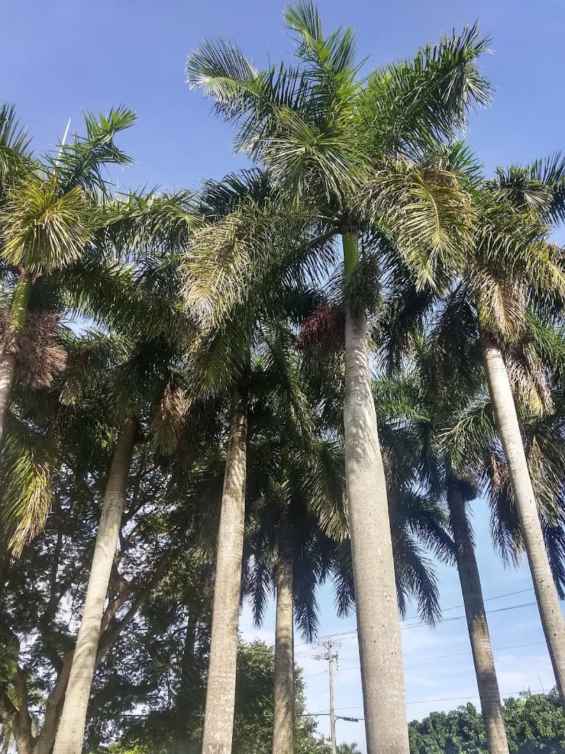 Palm trees at Fruit & Spice Park in Homestead
