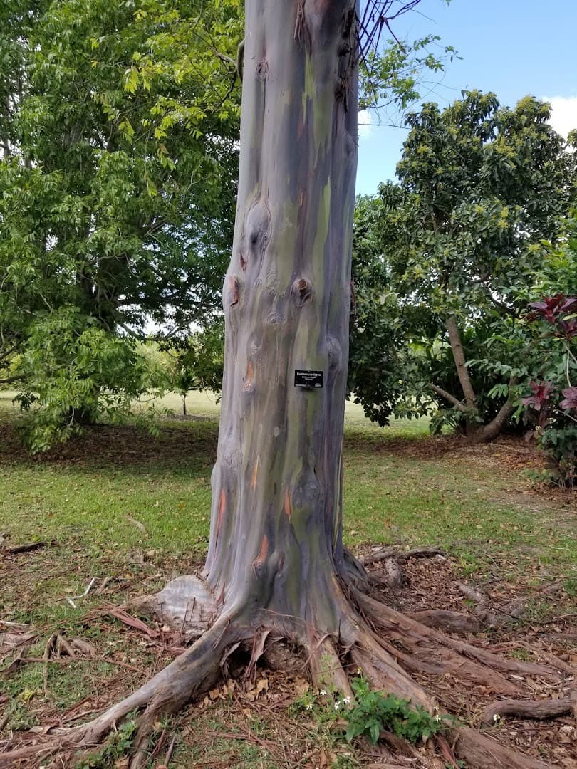 Eucalyptus tree at Fruit & Spice Park in Homestead