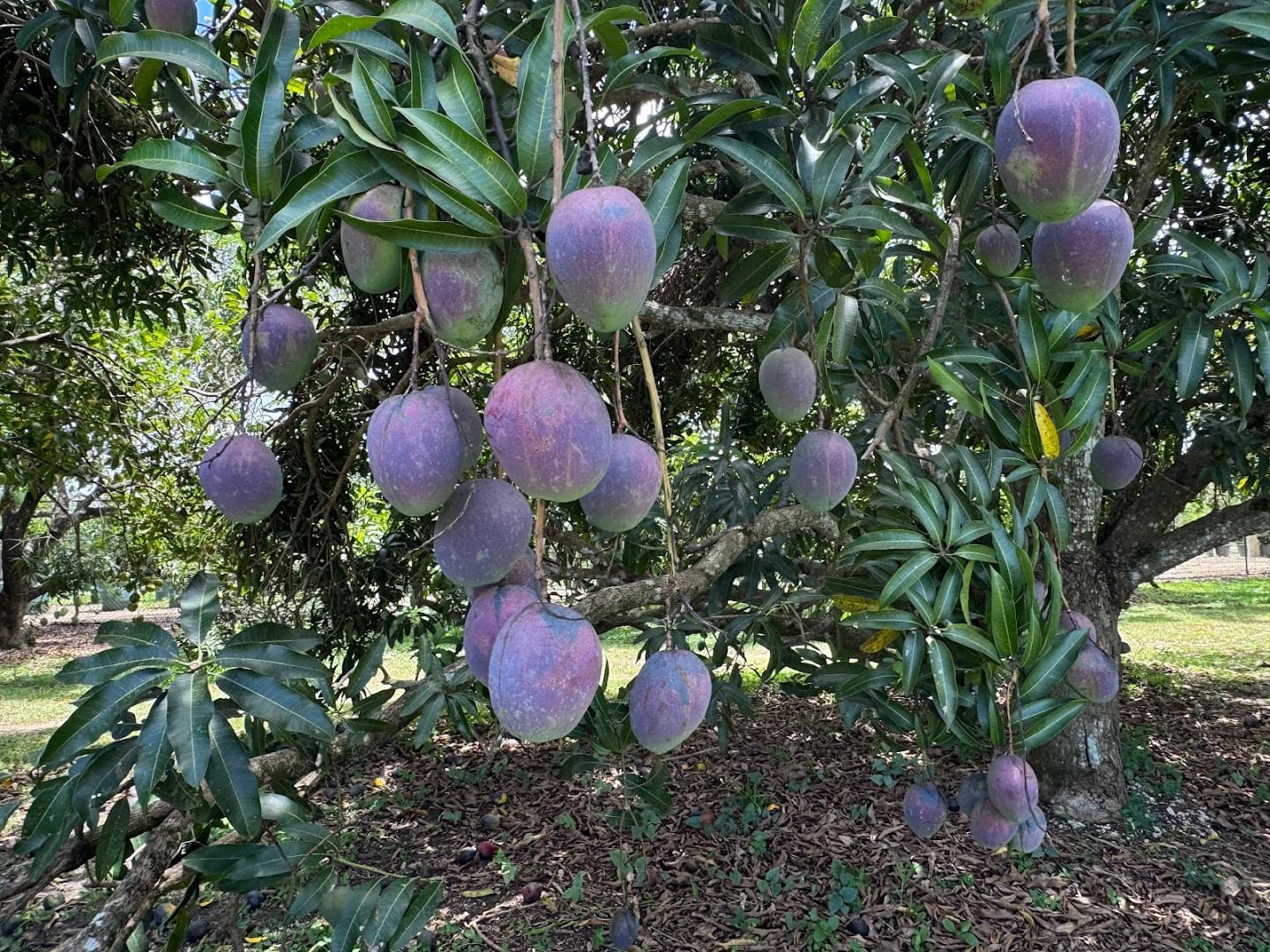 Mango trees at Fruit & Spice Park in Homestead