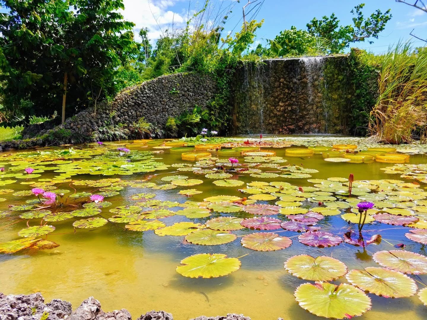 Lily pond at Fruit & Spice Park in Homestead