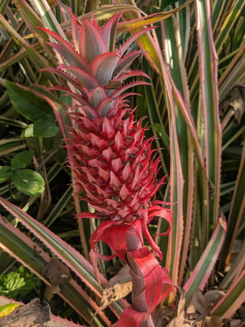 Pineapple plant at Fruit & Spice Park in Homestead