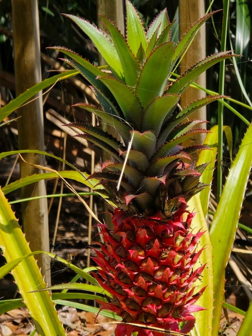 Pineapple plant at Fruit & Spice Park in Homestead