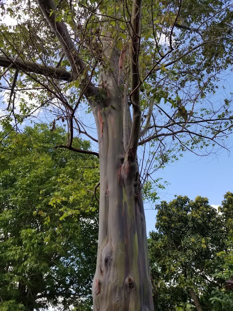 Eucalyptus tree at Fruit & Spice Park in Homestead