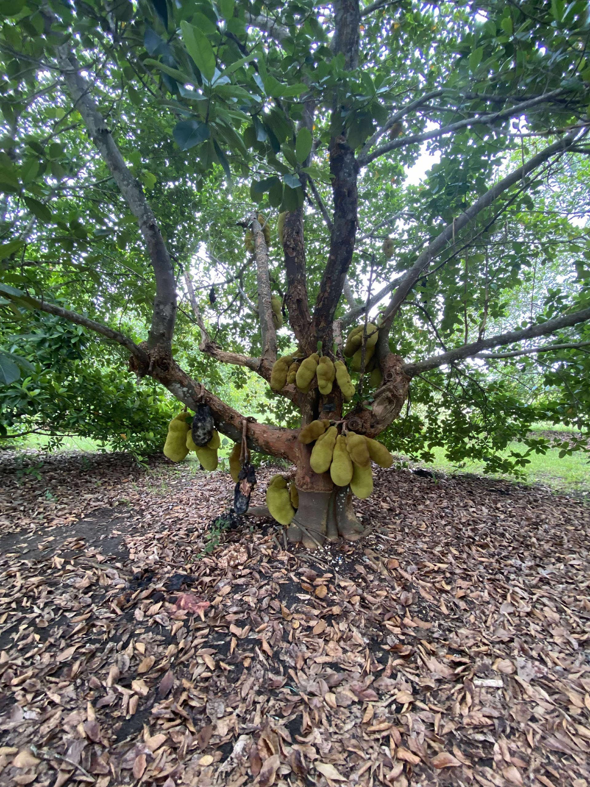 Jackfruit tree at Fruit & Spice Park in Homestead