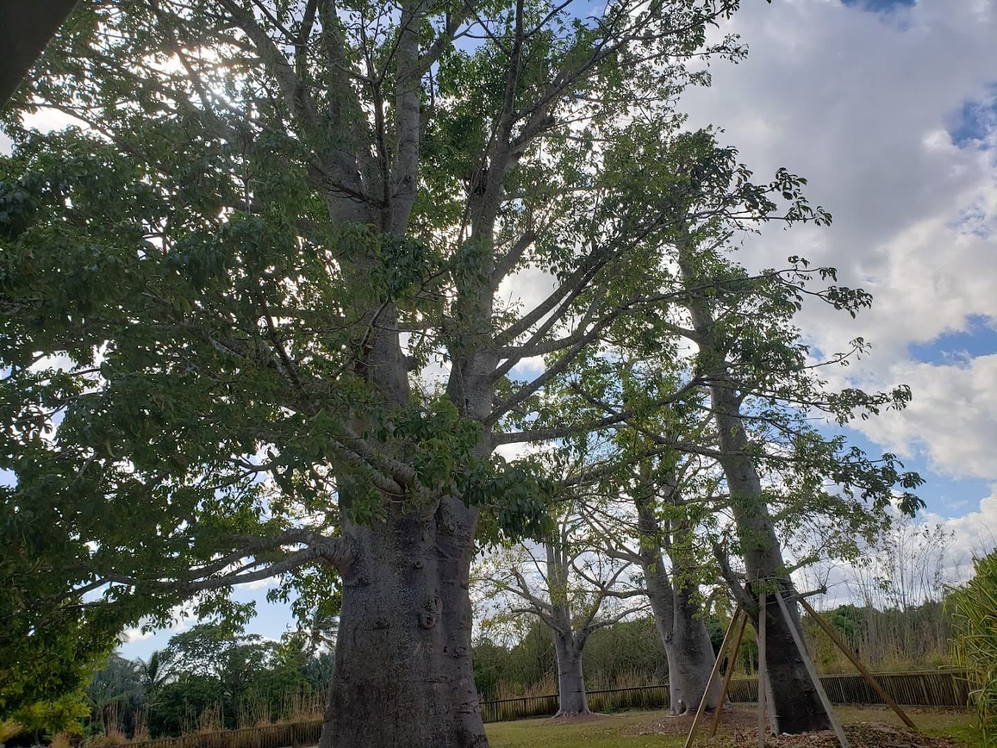 Baobab trees at Fruit & Spice Park in Homestead