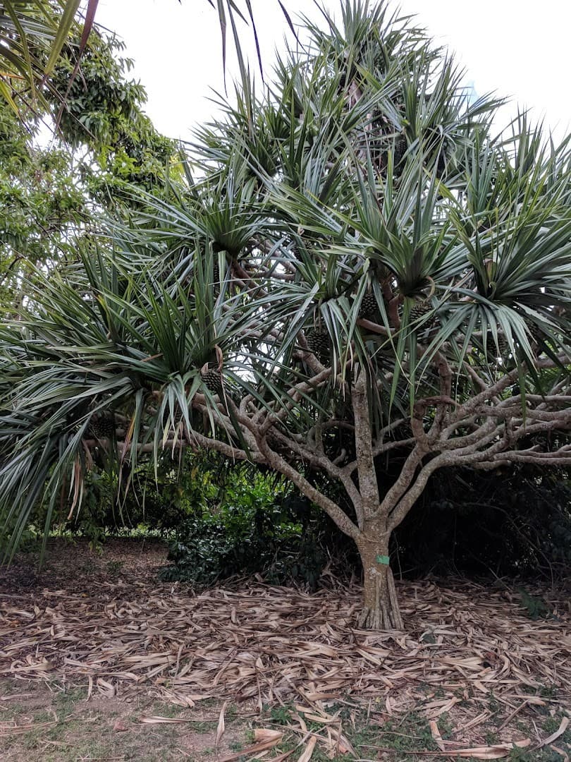 Pandanus tree at Fruit & Spice Park in Homestead