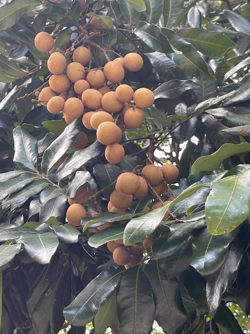 Longan fruit clusters at Fruit & Spice Park in Homestead