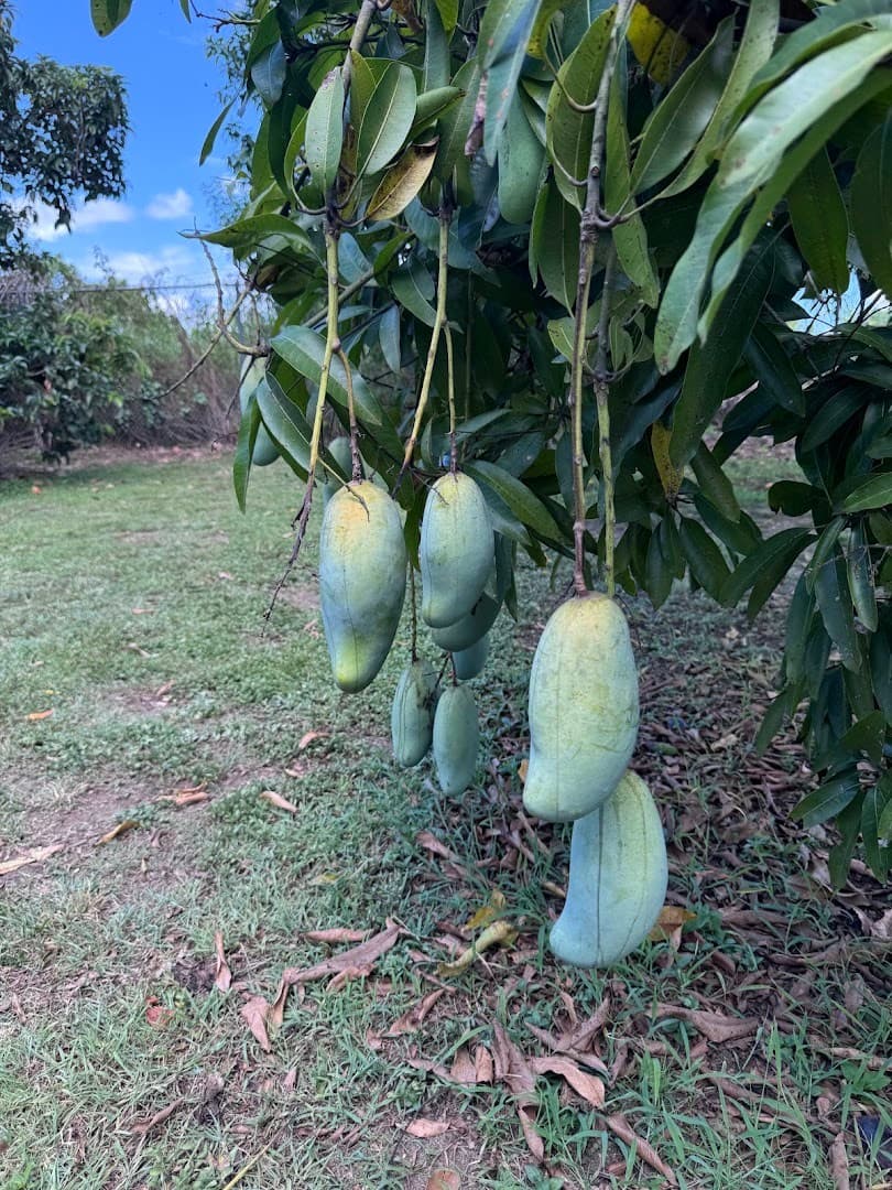 Mangoes growing at Fruit & Spice Park in Homestead