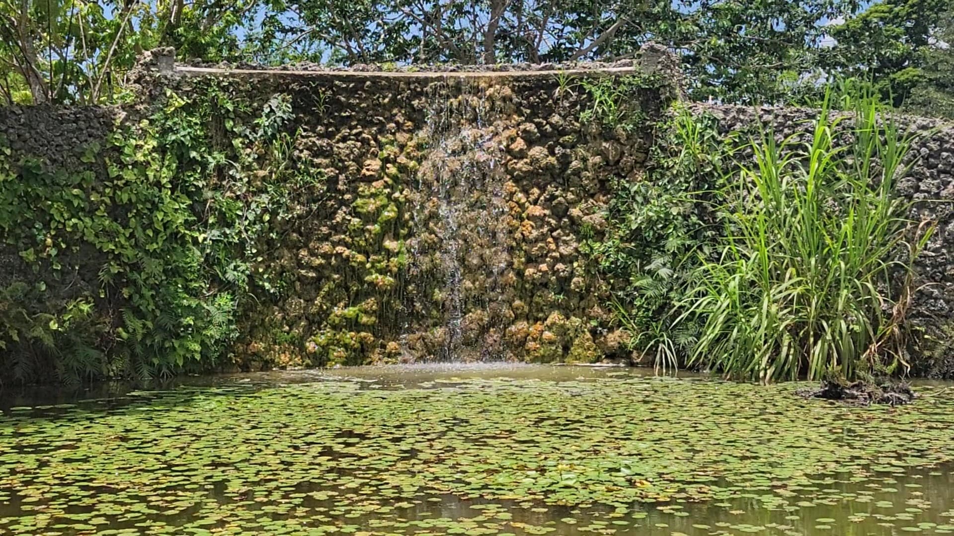 Waterfall and lily pads at Fruit & Spice Park in Homestead