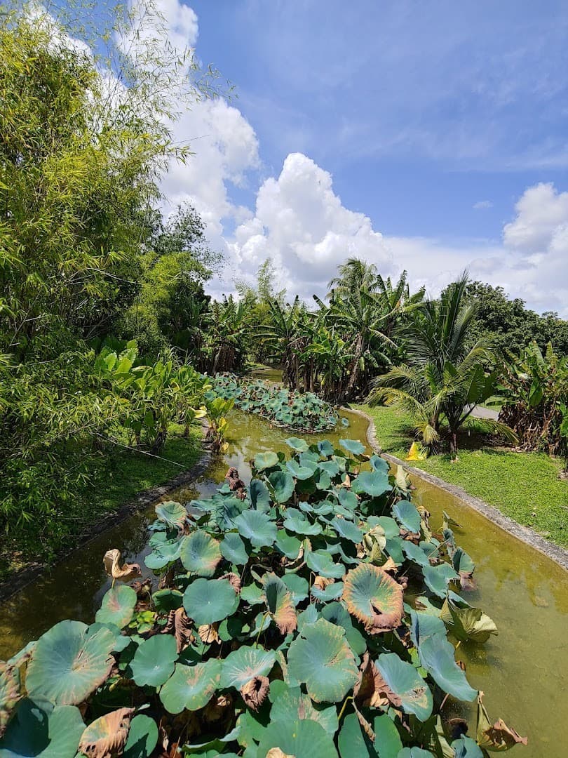 Lush greenery at Fruit & Spice Park in Homestead