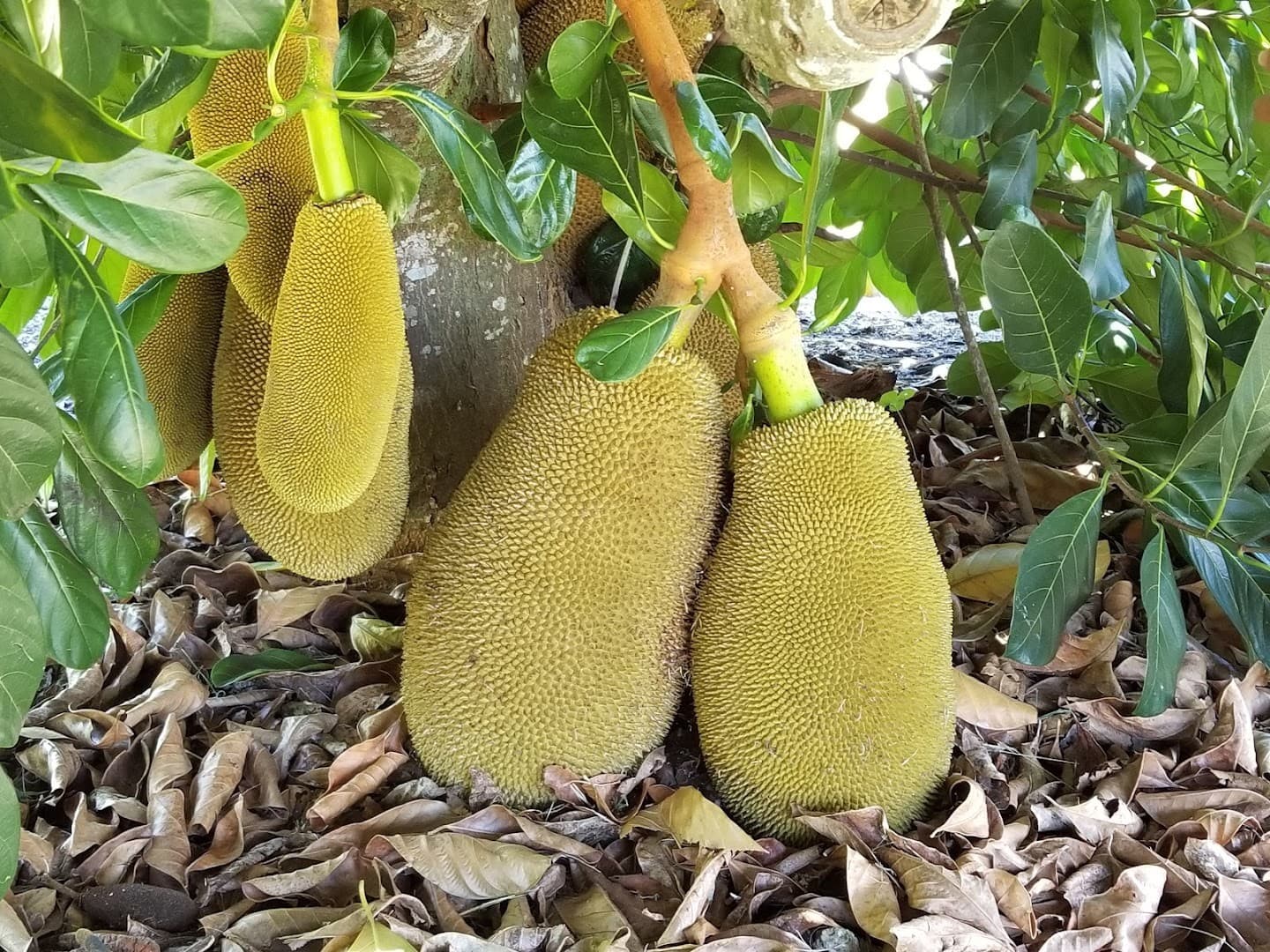 Jackfruit trees at Fruit & Spice Park in Homestead