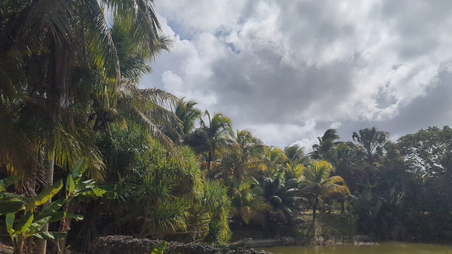 Lush greenery at Fruit & Spice Park in Homestead