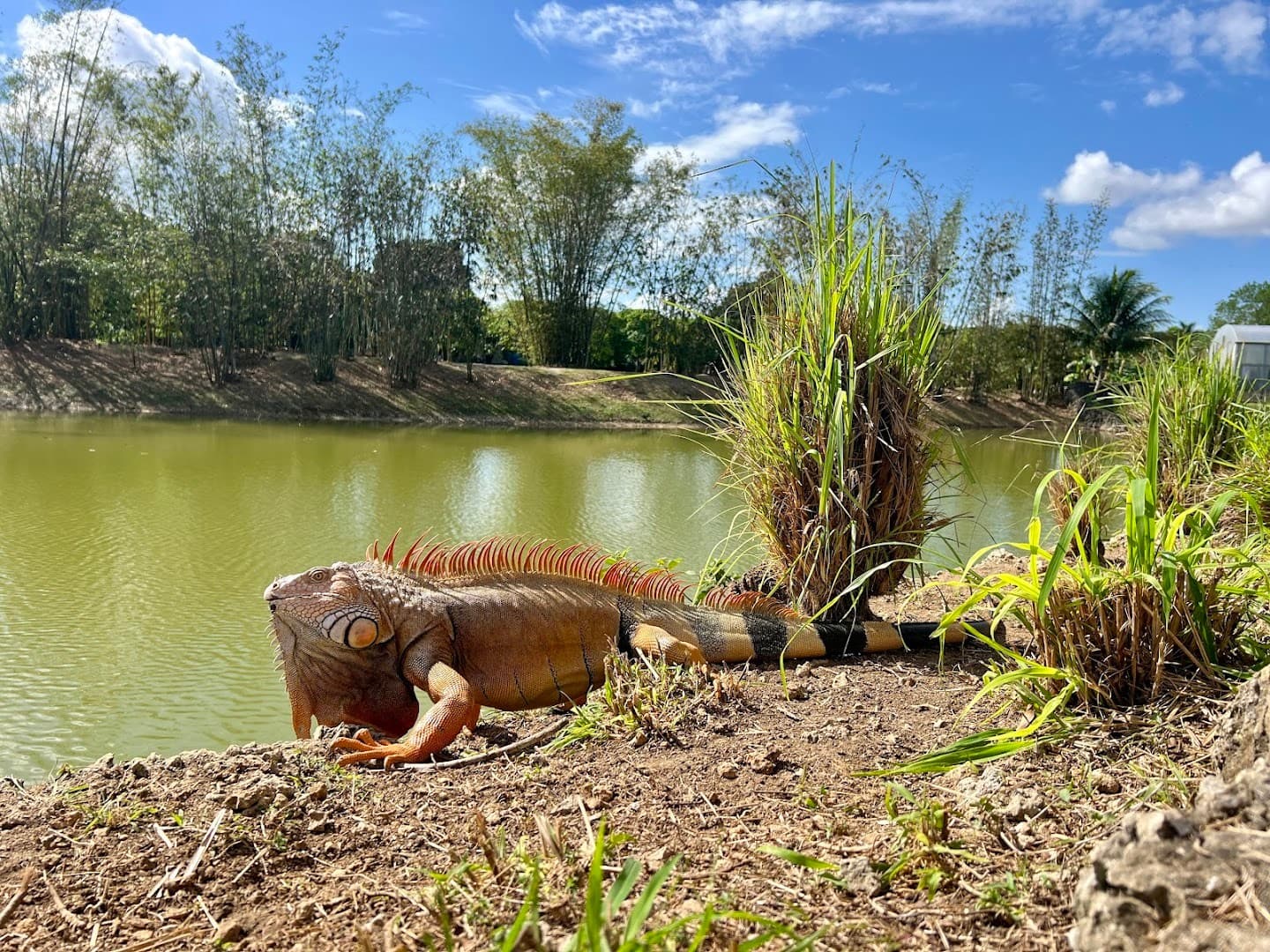 Iguana at Fruit & Spice Park in Homestead