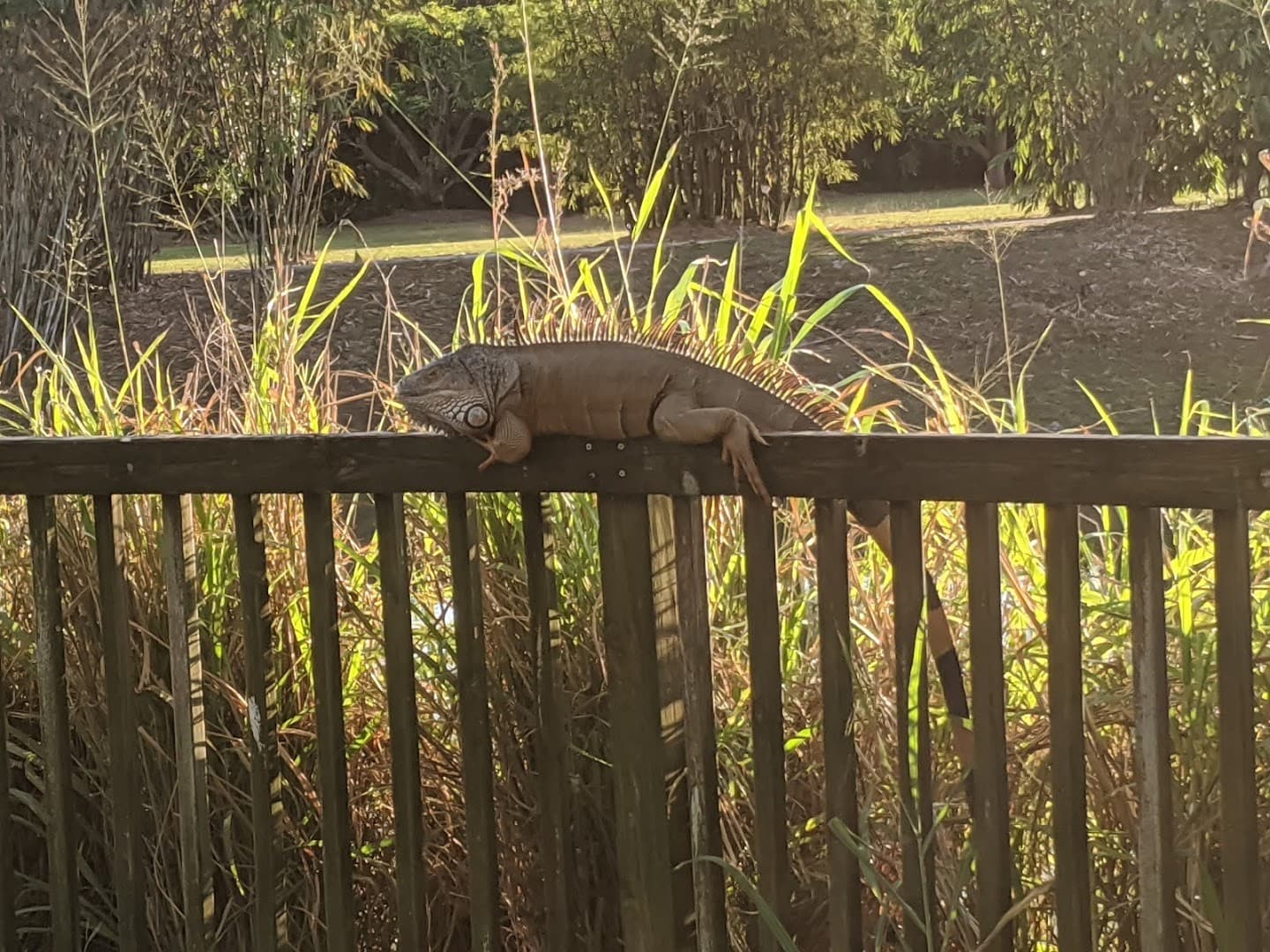 Iguana at Fruit & Spice Park in Homestead