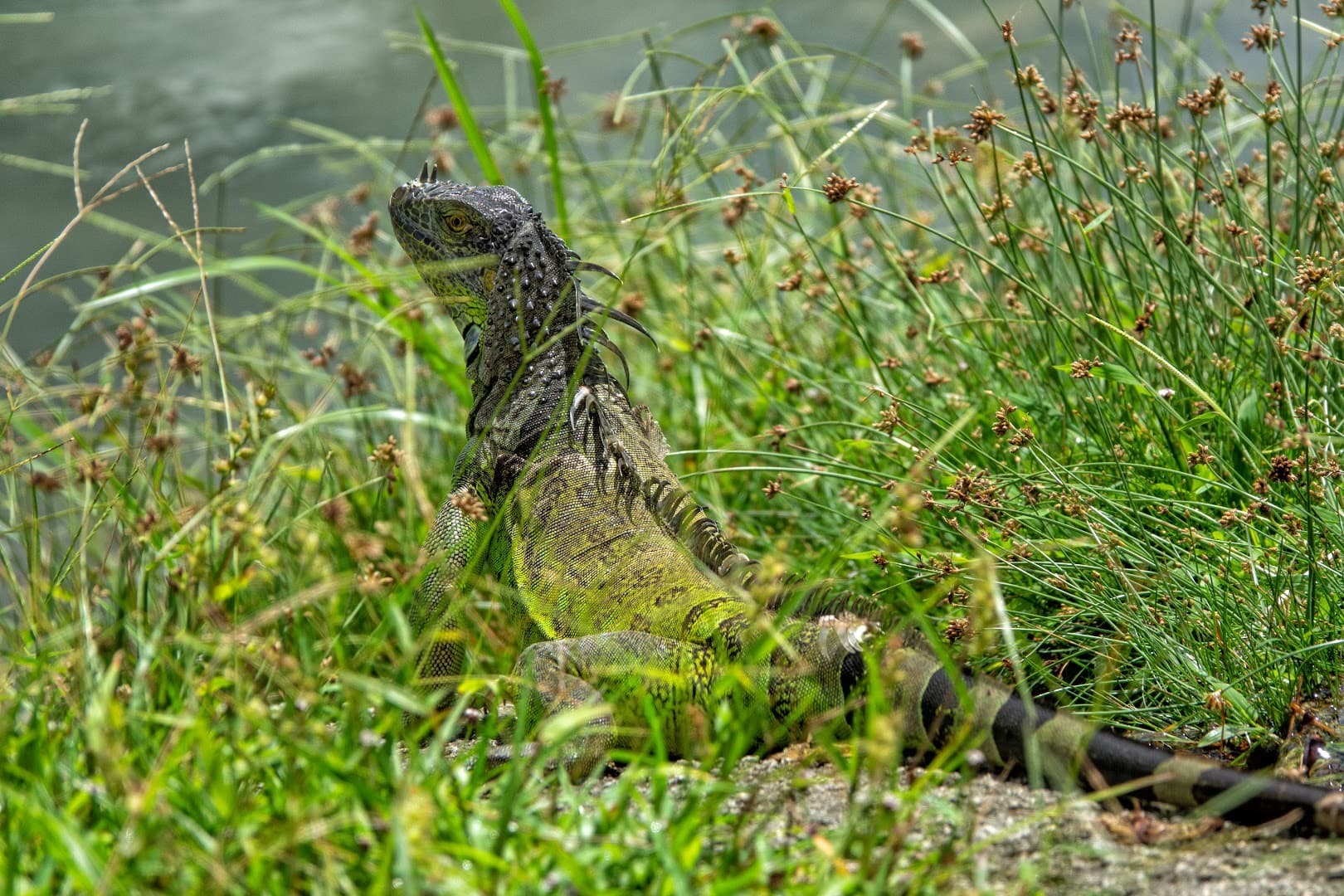 Iguana at Fruit & Spice Park in Homestead