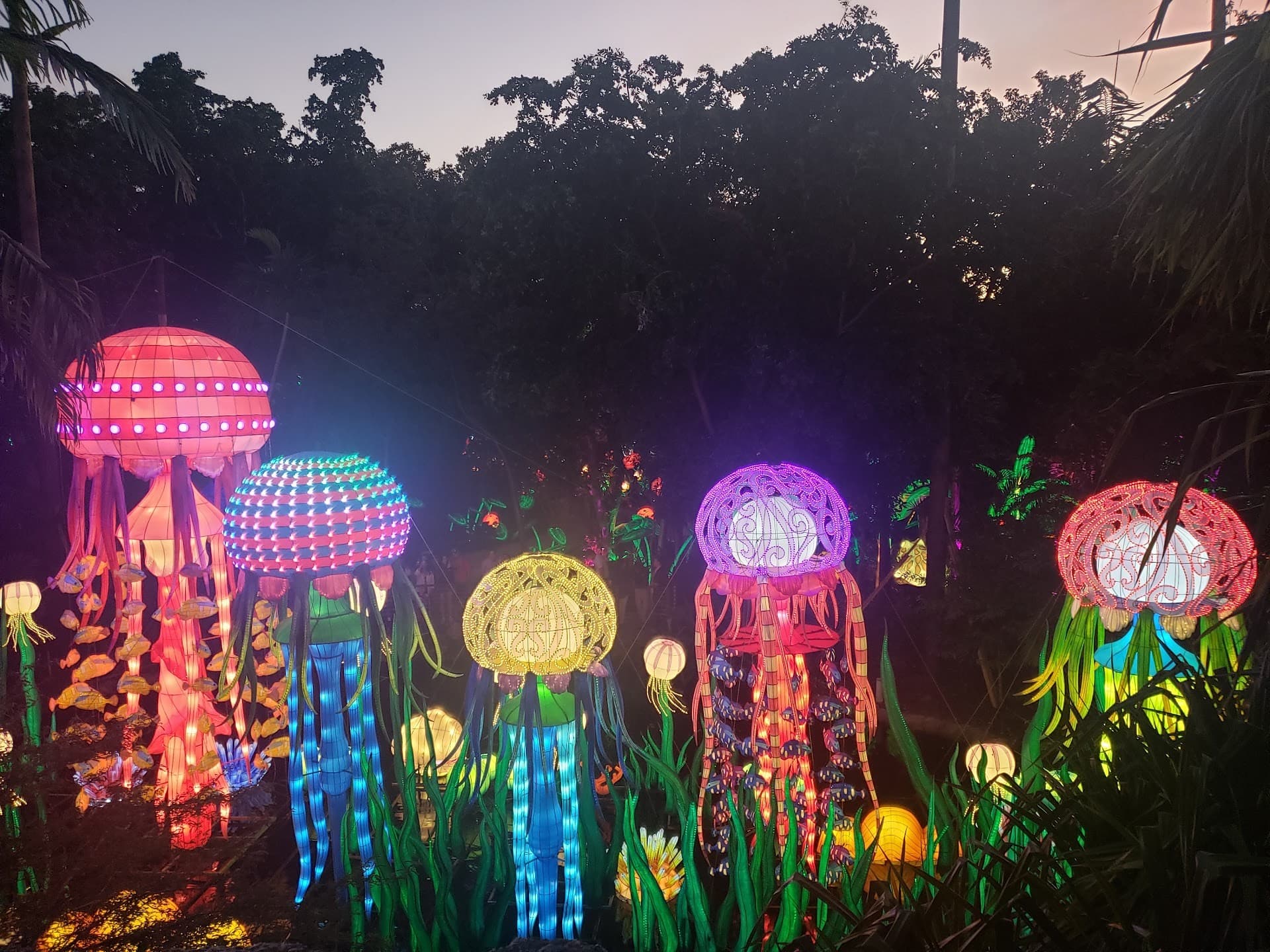 Colorful jellyfish lanterns at Jungle Island in Miami