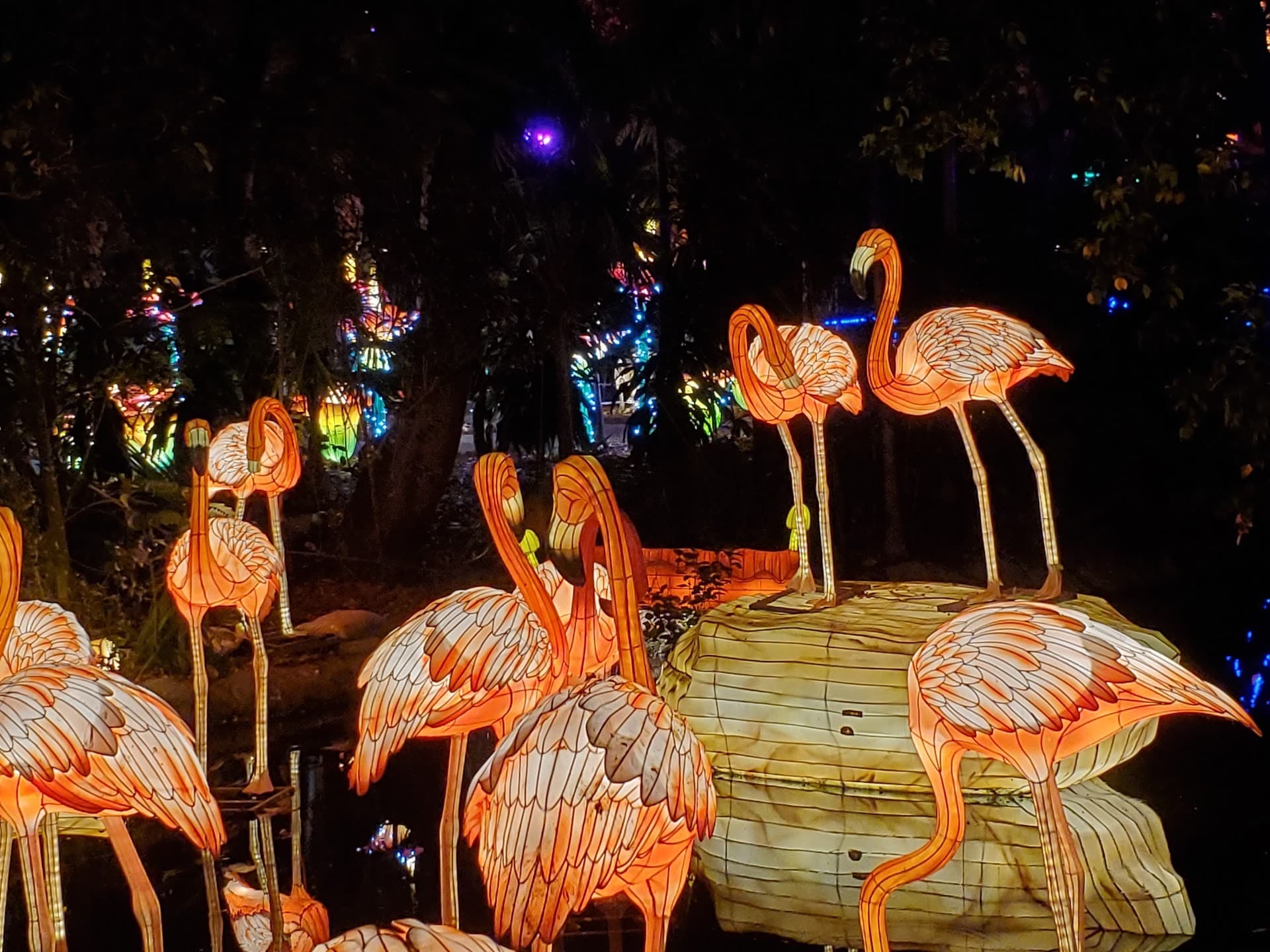 Flamingos at Jungle Island, Miami attraction