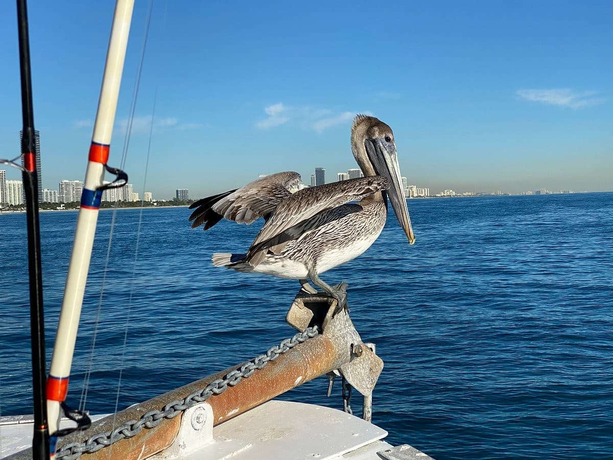 Pelican at Kelley Fishing Fleet in Bal Harbour