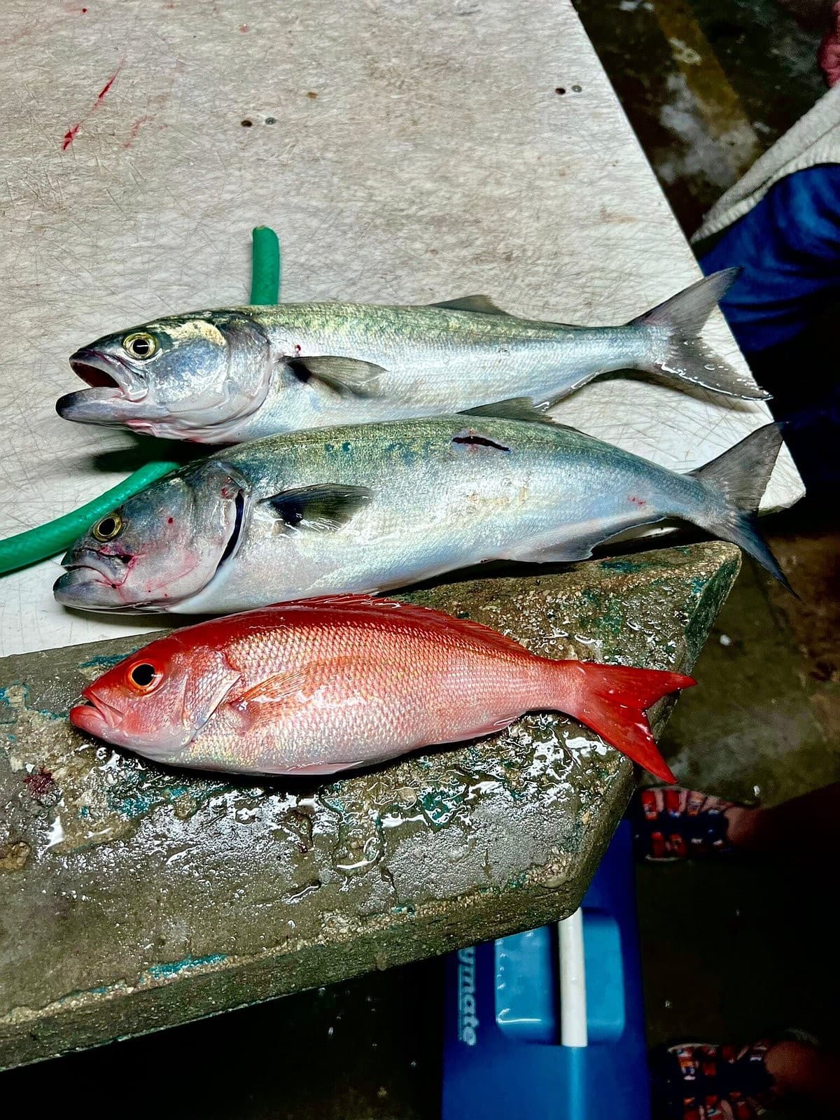 Fresh catch at Kelley Fishing Fleet in Bal Harbour