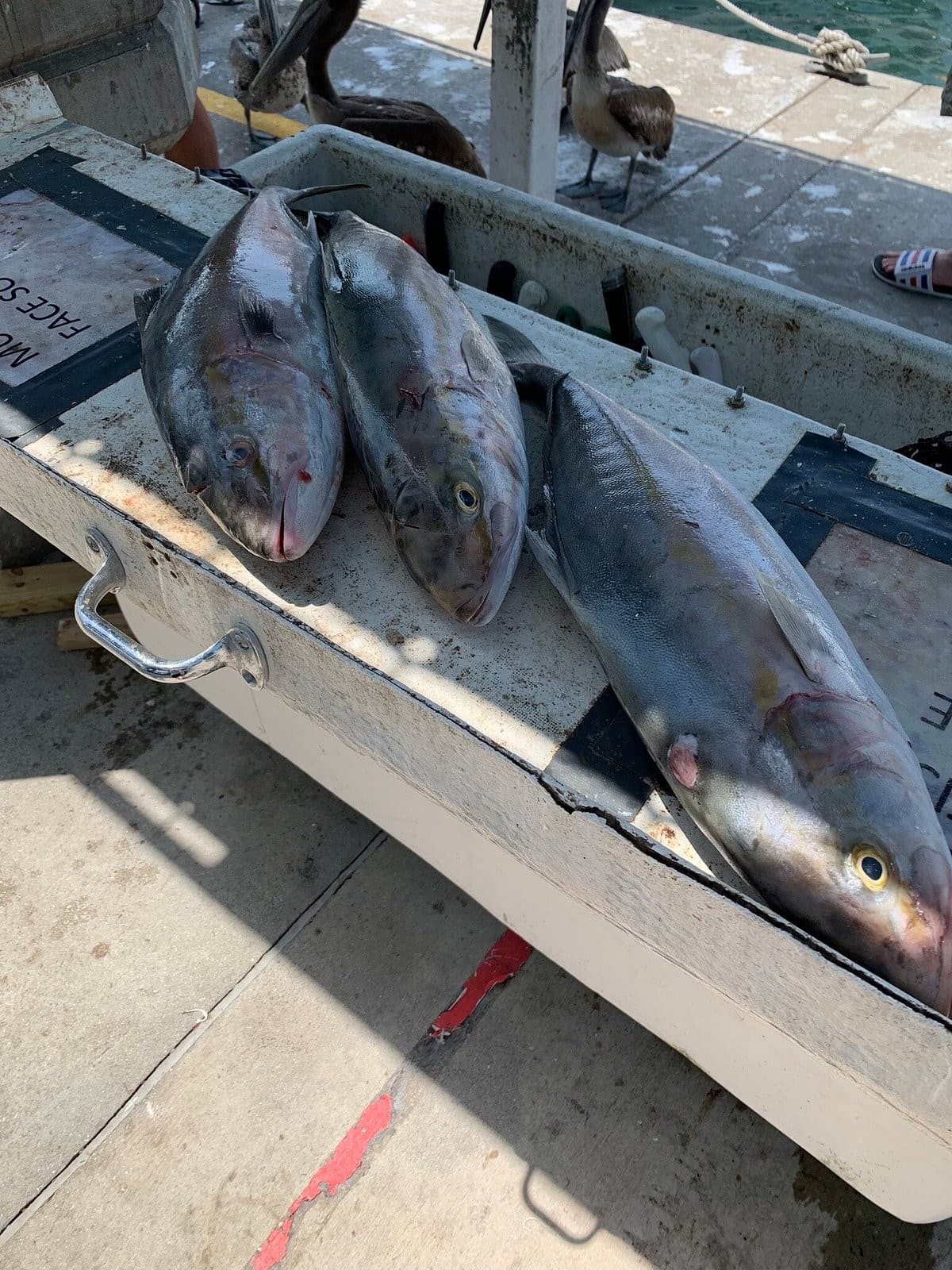 Kelley Fishing Fleet fish catch in Bal Harbour