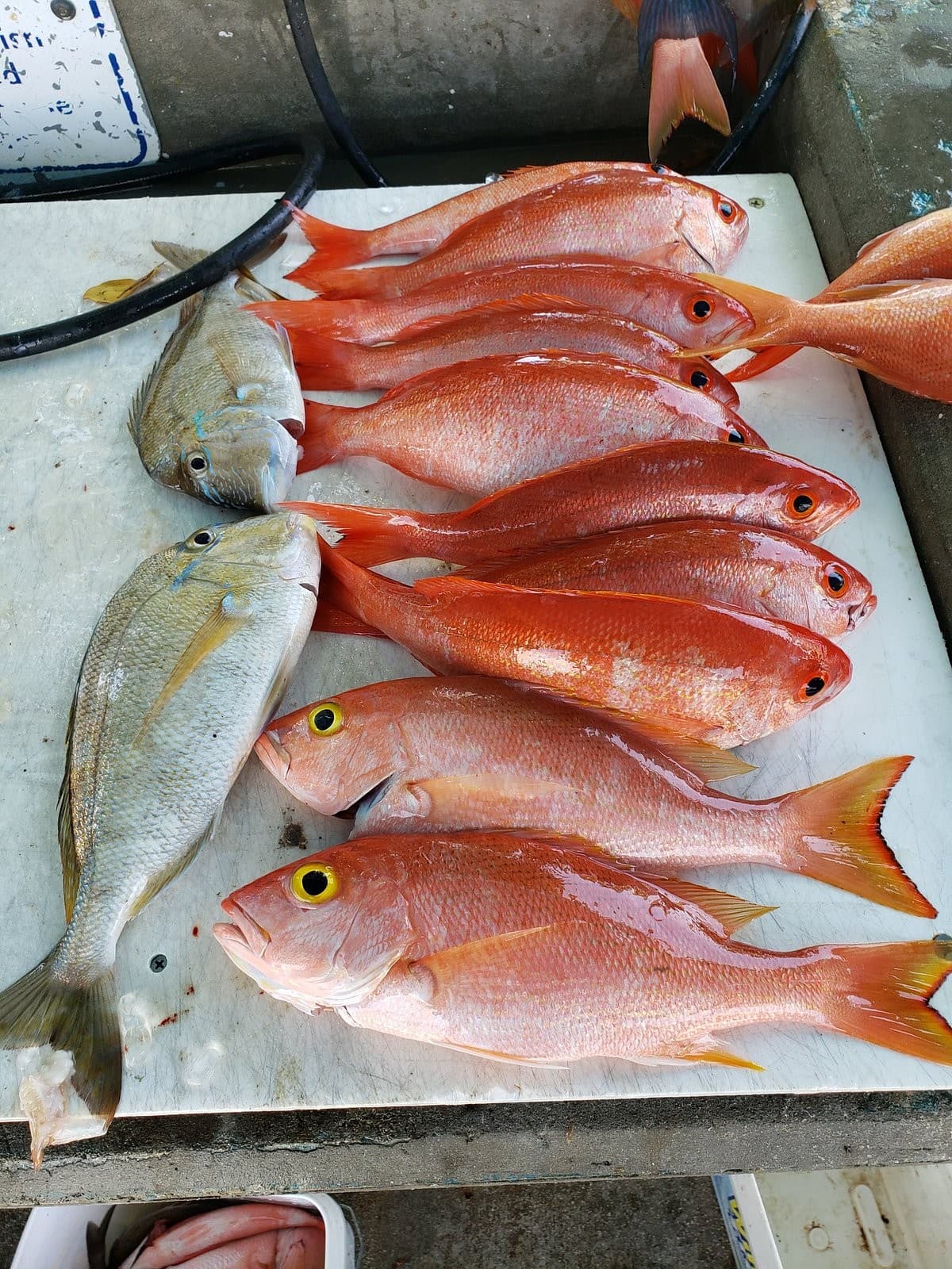 Kelley Fishing Fleet fish catch in Bal Harbour