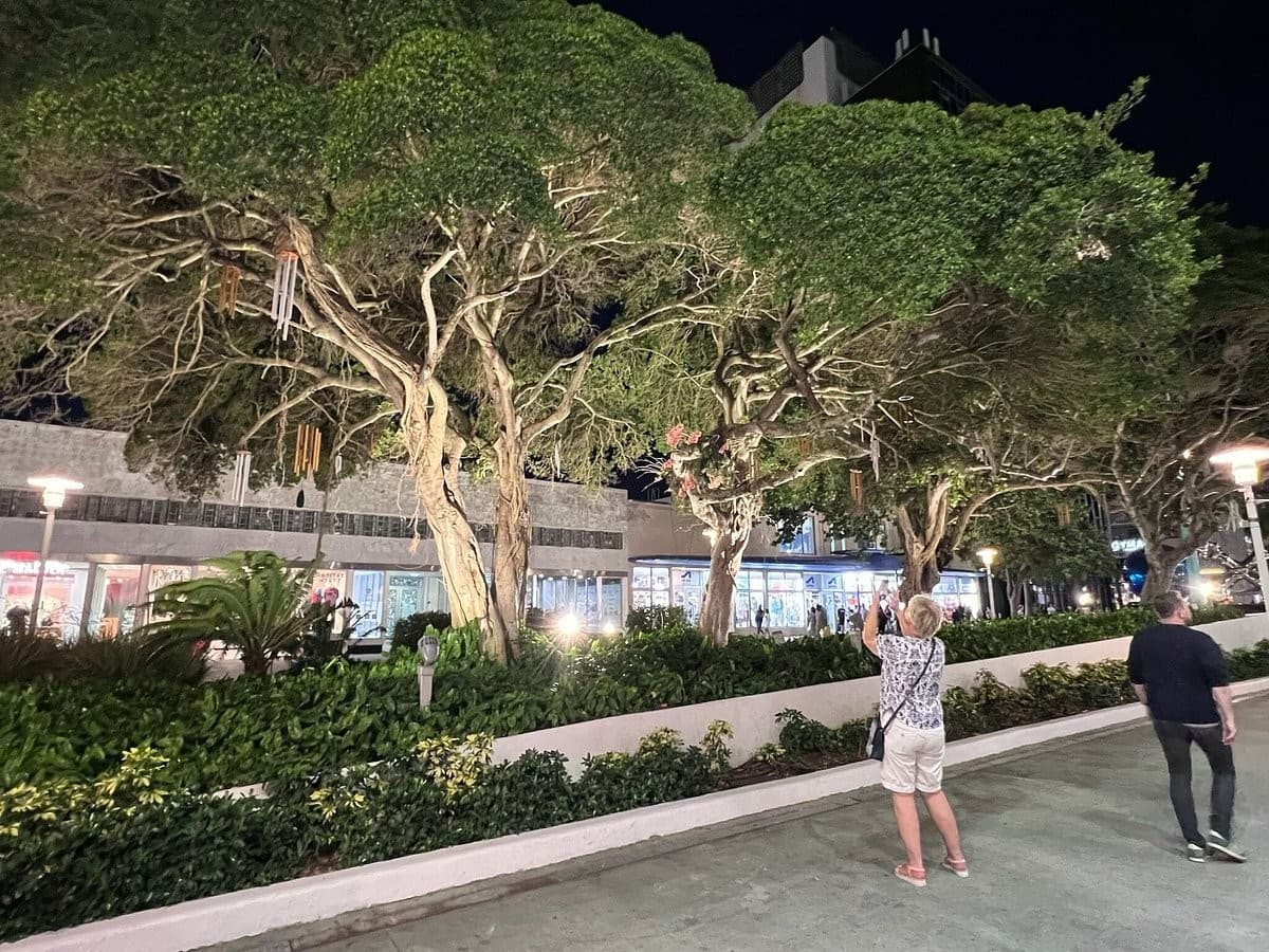 Trees and shoppers at Lincoln Road Shopping District Miami