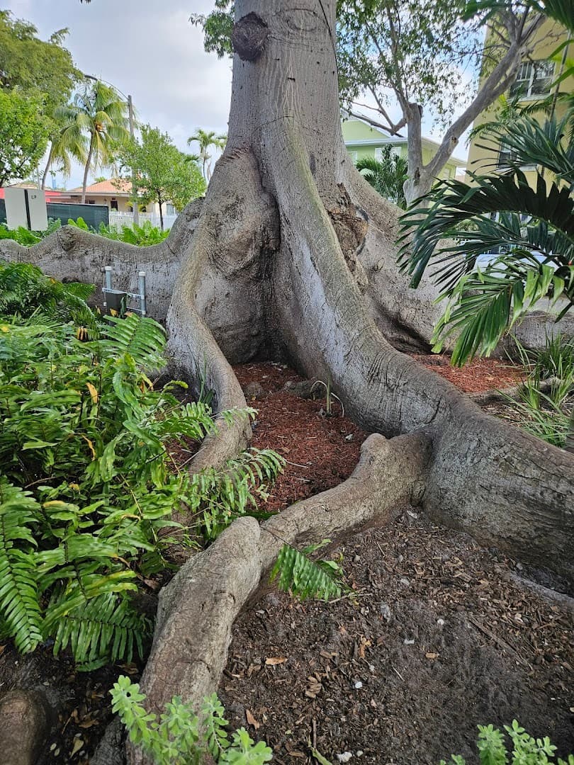 Tree roots in Little Havana, Miami