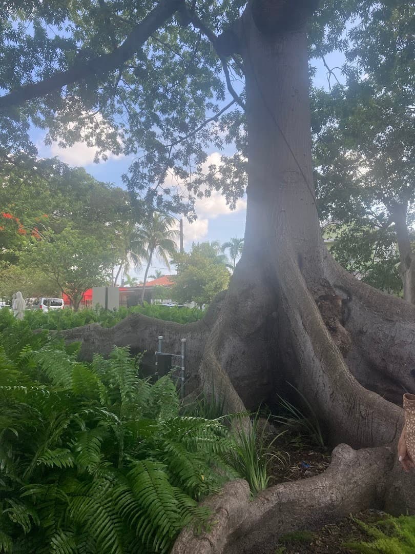 Tree and greenery in Little Havana, Miami