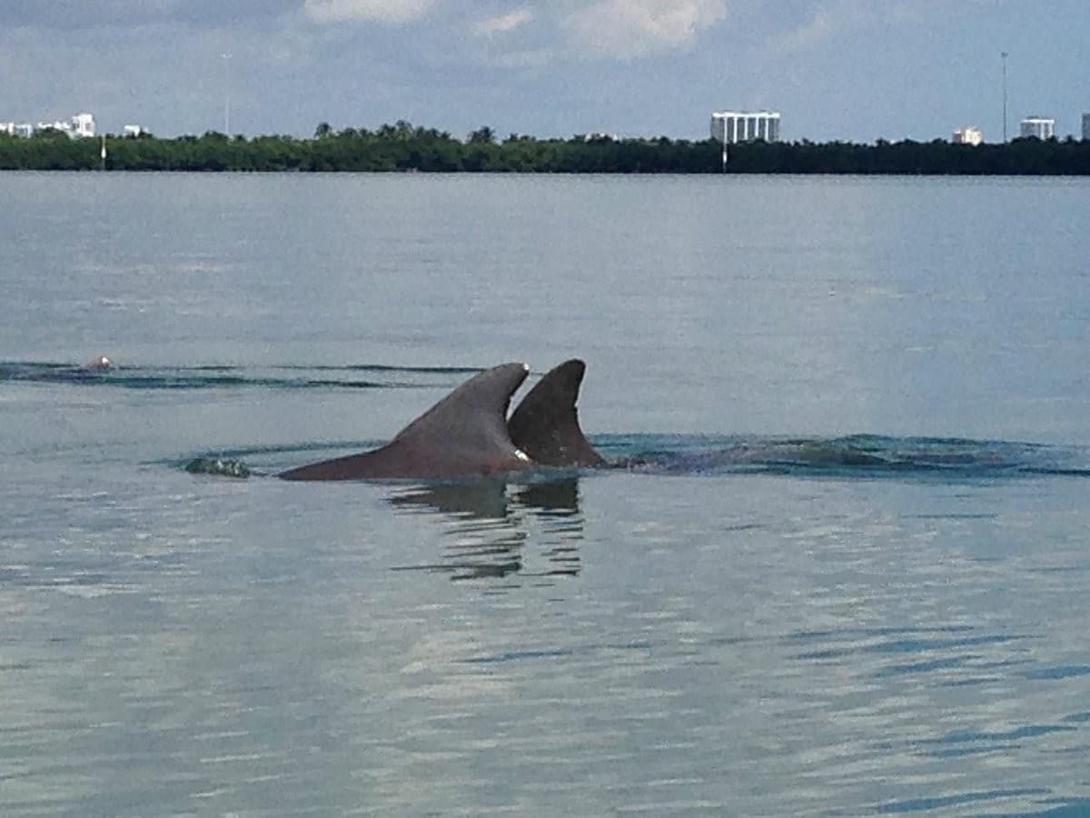 Whales swimming near MB Kayak & Paddleboard Rentals, 1300 Collins Ave